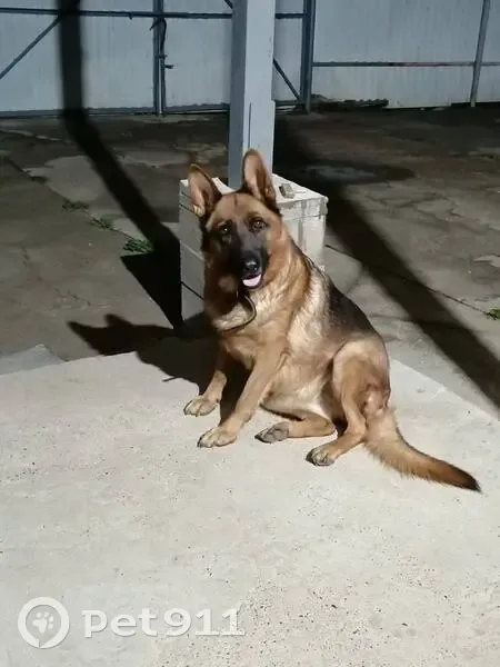 Пропала собака, 2-я Рабочая улица, 10А, Казань - черно-коричневый окрас - photo