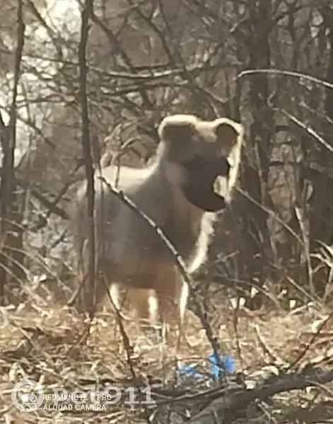 Пропала собака, женский пол, Семилукский район - серо-палевый окрас - photo