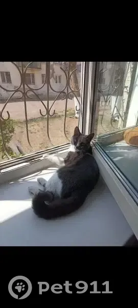 Пропала кошка, Чита, Забайкальский край - серая спинка и хвост - photo