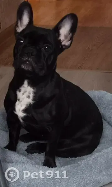 Пропала собака, женский пол, переулок Лесников, 2, Добрянка - черная с галстуком на грудке - photo