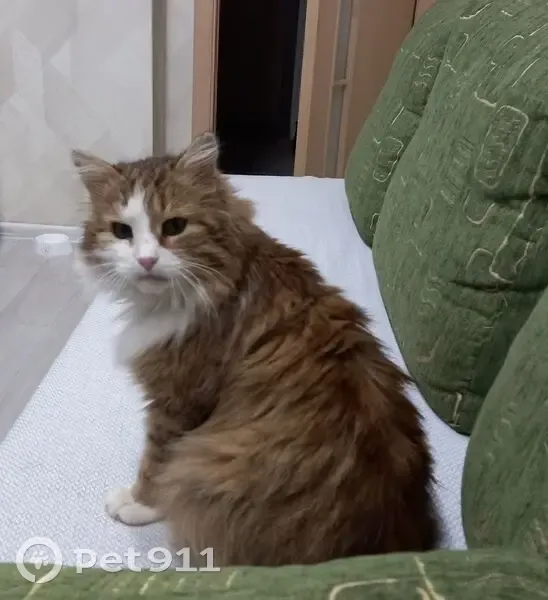 Пропал кот, Ярмарочная улица, Чебоксары - трёхцветный с белым фартуком - photo