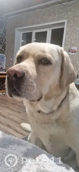 Пропал собака, Красный Партизан, Чарышское - палевый с клеймом - photo