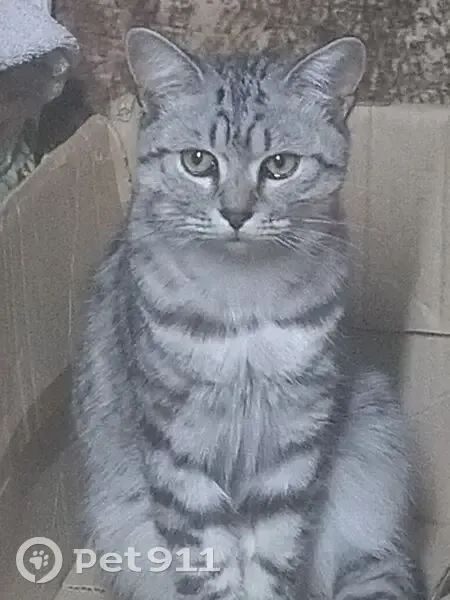 Пропал кот, улица Ватутина, Уфа - светло серенький с тёмными полосками - photo