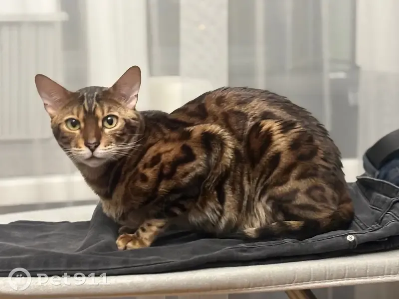 Пропала кошка, мужской пол, Первомайская улица, 3, городской округ Липецк - бенгал, 2 года - photo