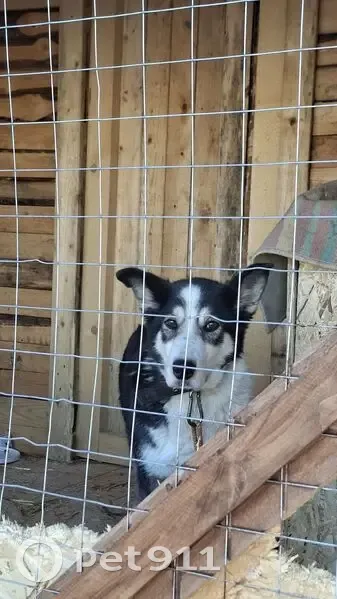 Пропала собака, Фофанцево, Вологодская область - пугливая с черным ошейником - photo