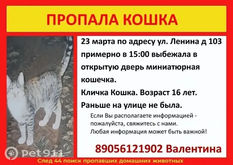 Пропала кошка, женская, улица Ленина, 103, Кострома - серая, 16 лет - photo