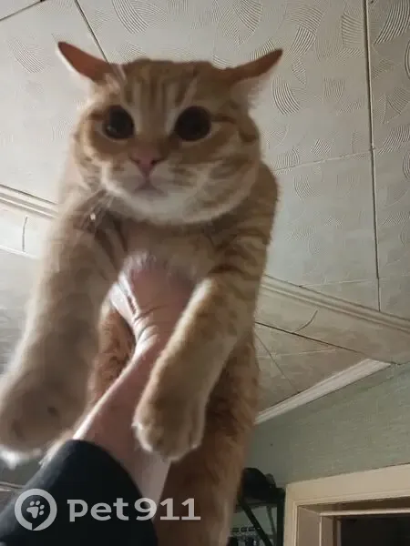 Пропал кот, Ленинградская улица, 16, Чебоксары - рыжий - photo