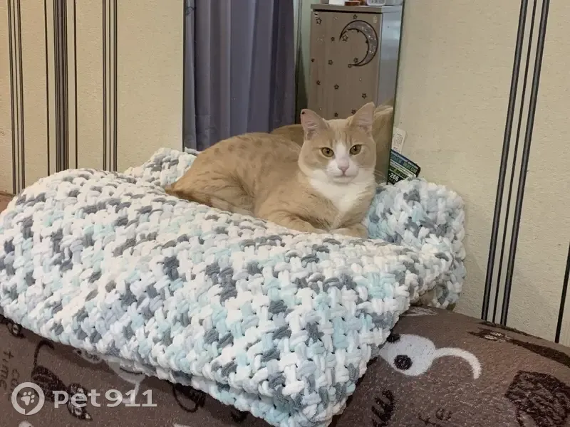 Пропал кот, улица Городской Вал, 11, Вологда - рыжий с белым воротничком - photo