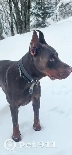 Пропал доберман, 41К-070, Щегловское сельское поселение, Щегловское - кобель с клеймом и ранкой на лапе - photo
