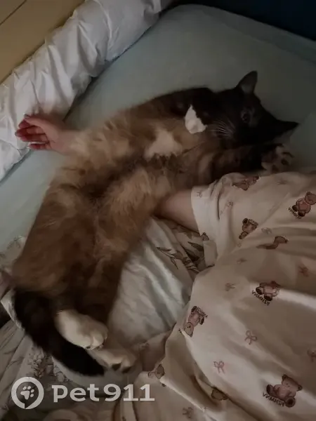 Пропала кошка, Вожега - серо-пепельный с белым, мордочка черная - photo