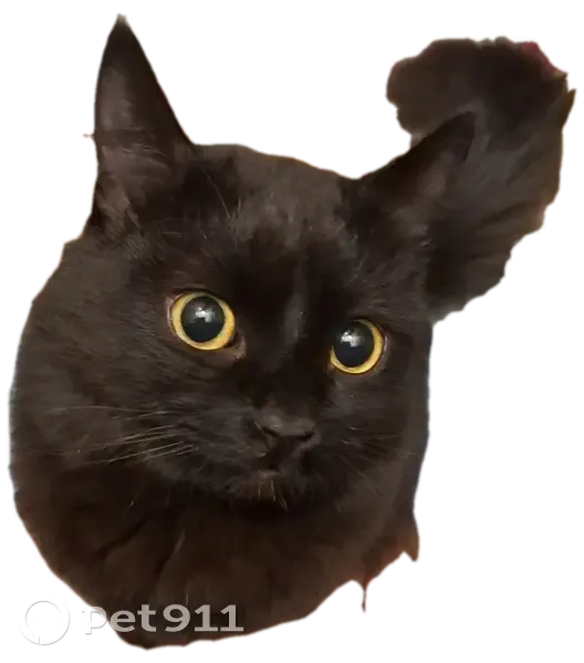 Пропал кот, 13, Старый Оскол - полностью черный, зеленые глаза - photo