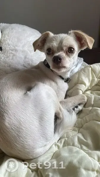 Пропал собака, Онежская улица, Супсех - слепой, небольшого роста - photo