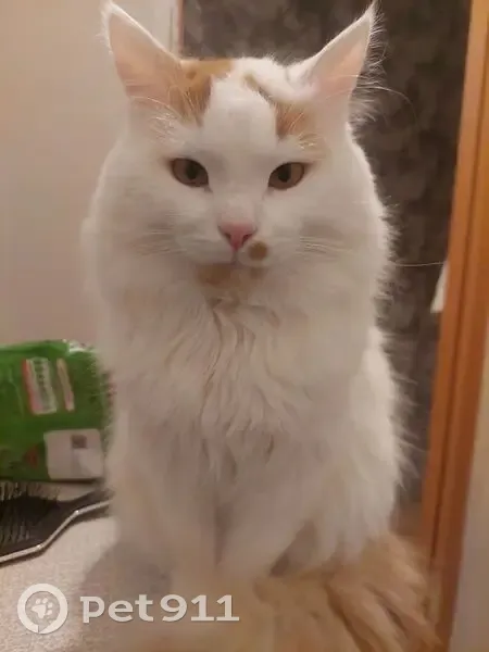 Пропал кот, улица 8 Марта, Элиста - белый с рыжими пятнами - photo