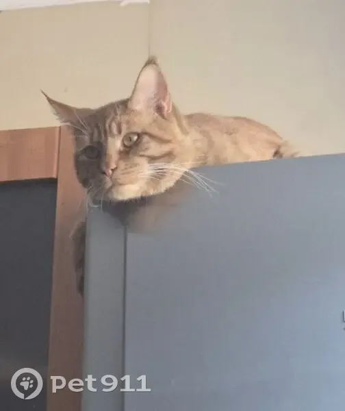 Пропал кот, улица Свободы, 21/16, Великий Новгород - рыжий с зелёным бантиком - photo