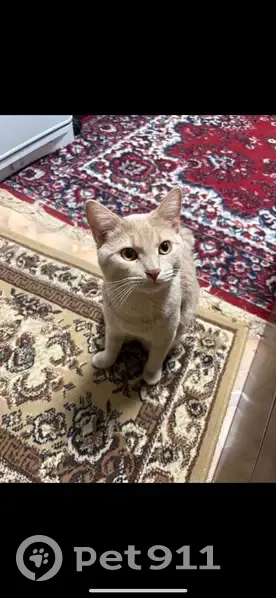 Пропал кот, 2-й Самотёчный переулок, 1, Москва - персиковый окрас - photo