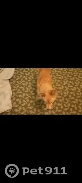 Пропала собака, женская, улица Сергея Лазо, 45, Балаково - похожа на лису - photo