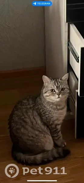 Пропал кот, Песочная улица, городской округ Ижевск - серо-дымчато-белый, британец - photo