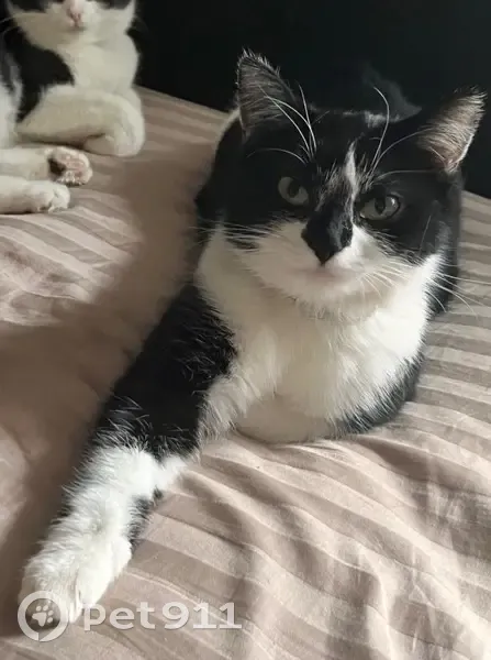 Пропала кошка, Родионовская улица, Москва - окрас черный с белыми лапами - photo