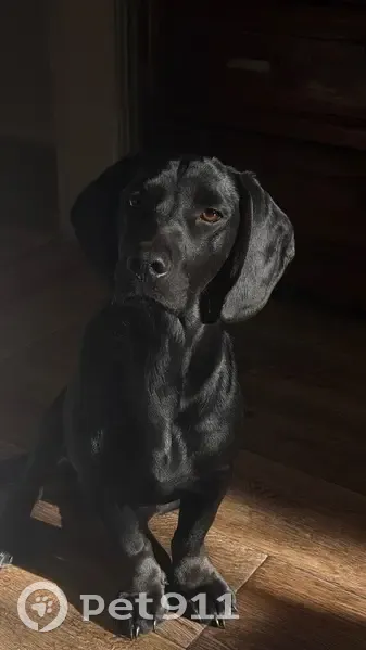 Пропал собака, Краснооктябрьская улица, 190/4, Бийск - спаниель-такса Чарли, чёрный окрас - photo