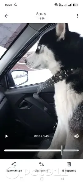 Пропал собака, Никольск - черно-белый окрас, черные круги на глазах - photo