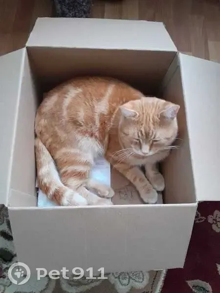 Пропал кот, улица Авилова, 89, Семикаракорск - рыжий - photo