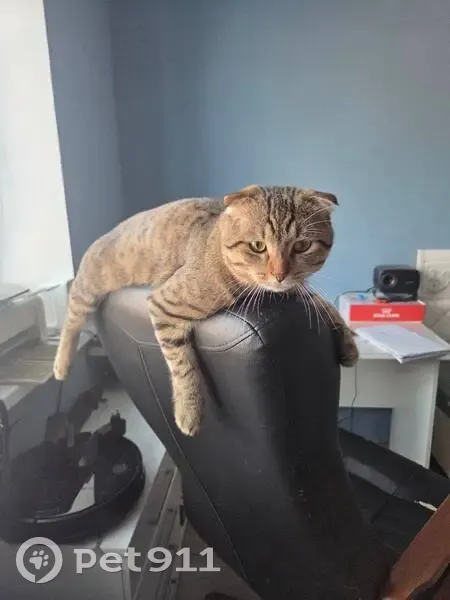 Пропала кошка, улица Михаила Дорохова, 60Е, Нагаево - хромает, коричневый полосатый - photo