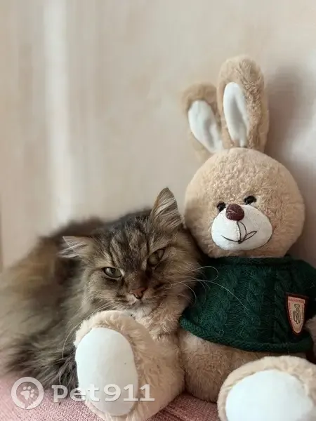 Пропал кот, Глушата, Пермский край - сибирская порода, шрам на брюхе - photo