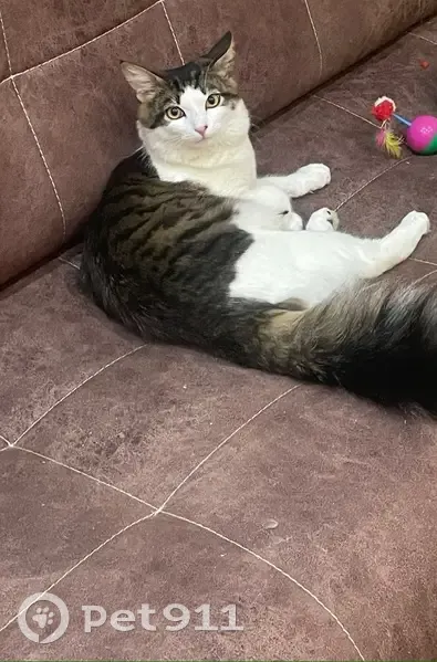 Пропал кот, 25, Горбунки - хвостик как у белочки - photo