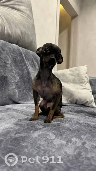 Пропала собака, улица Республики, 180, Тюмень - девочка породы той терьер - photo