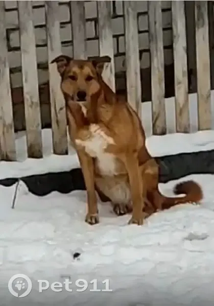 Пропала собака, Вересковая улица, Казань - рыжего окраса с белым пятном - photo
