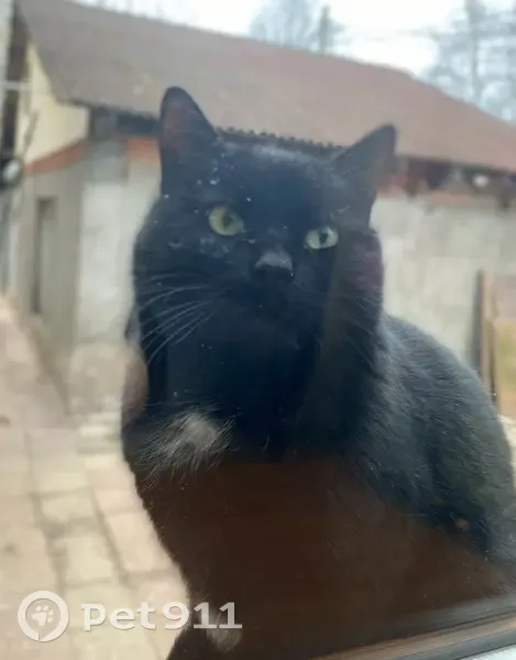 Пропал кот, Песчаная улица, Сергиев Посад - черный с белым бантиком - photo