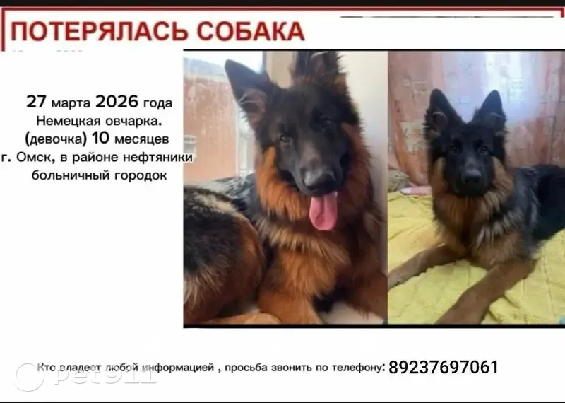 Пропала собака, Магистральная улица, Омск - photo