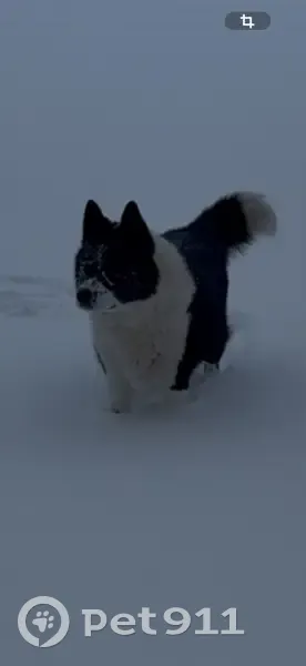 Пропал собака, сельское поселение Воскресенка, Воскресенка - черно-белый, увязался за стаей собак - photo