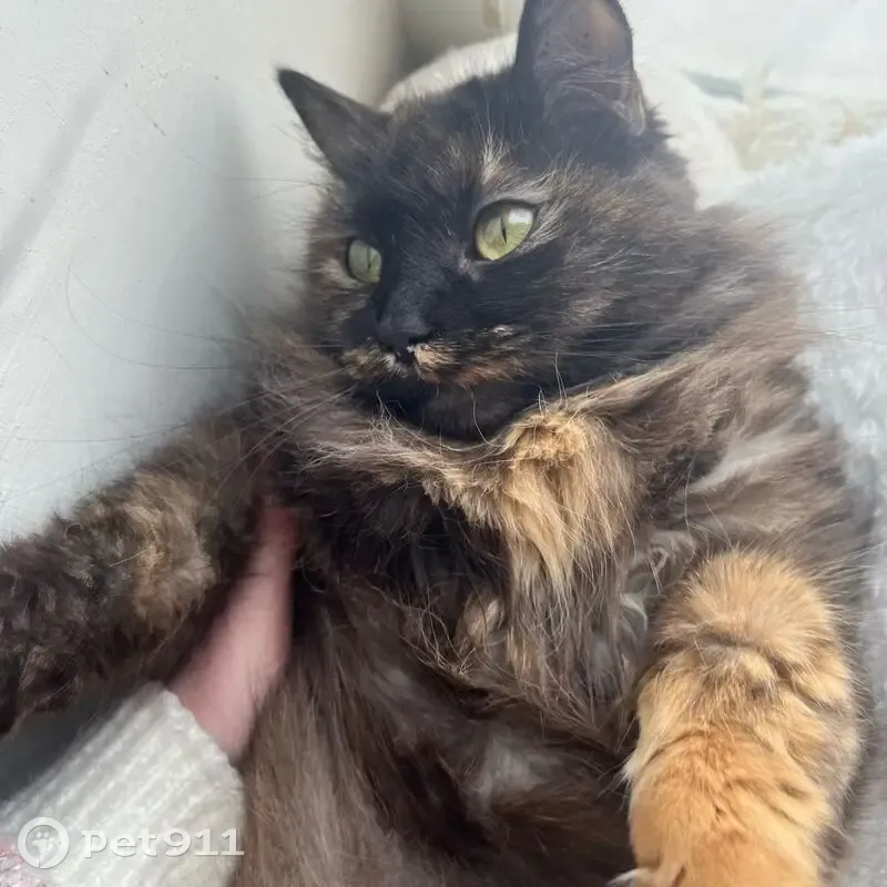 Пропала кошка, улица Менделеева, 23, Невинномысск - коричневая с рыжими пятнами - photo