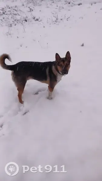 Пропал собака, мужской, проезд Черепановых, 68, Москва - черный с белой грудкой и рыжими лапками - photo