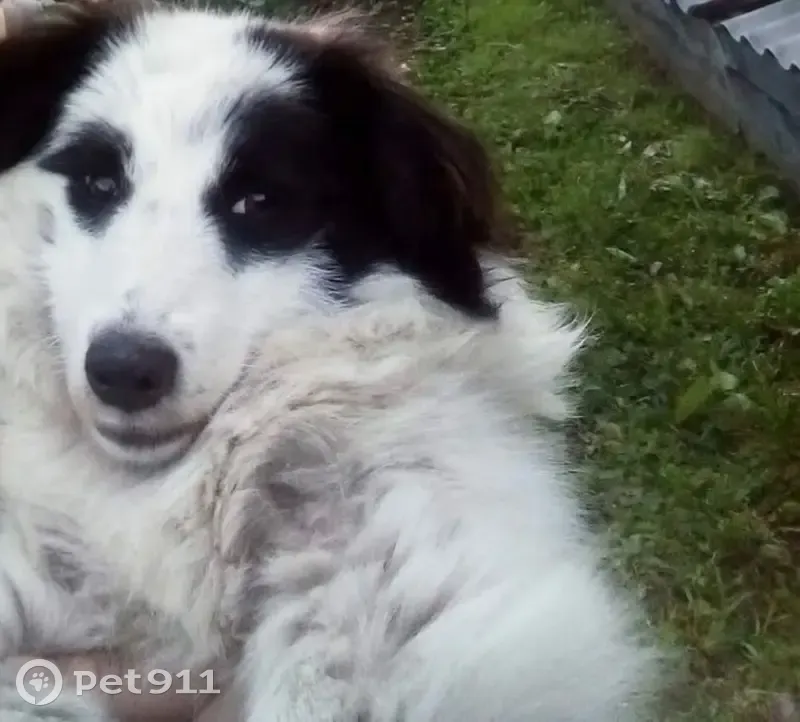 Пропала собака, Анжеро-Судженск - черно-белая, маленькая - photo