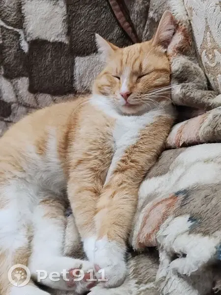 Пропал кот, 3-я Мичуринская улица, 43, Шуя - молоденький кастрированный - photo