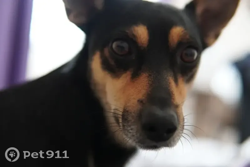 Пропал собака, Нижняя улица, 28, Серпухов - черно-коричневый окрас, маленький - photo