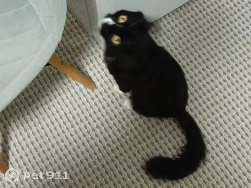 Пропал кот, Делегатская улица, 43А, Пермь - чёрненький с белой шеей - photo