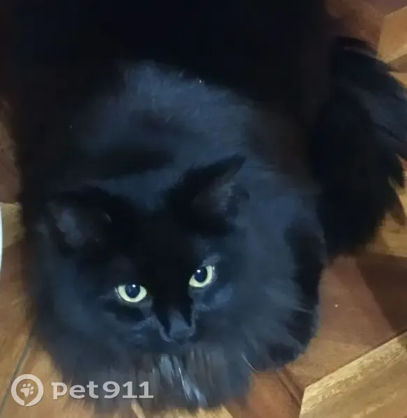 Пропала кошка, улица Асылъяр, 44А, Казань - чёрная пушистая с белыми пятнами - photo