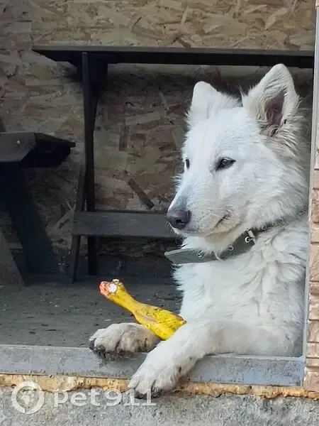 Пропала собака, Первомайская улица, 6, Фролово - белая овчарка с клеймом на ухе - photo