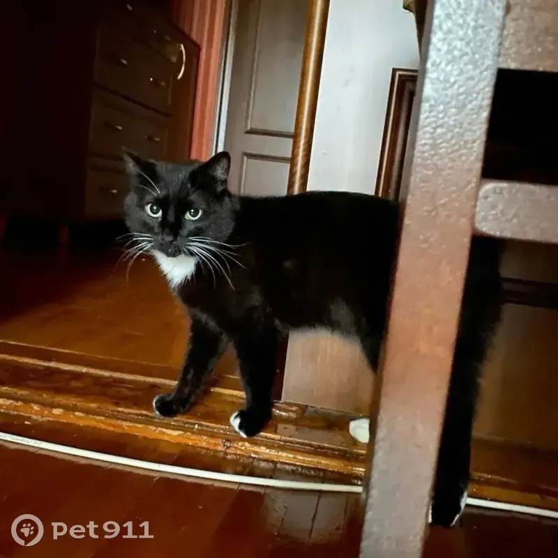 Пропал кот, проспект Ленина, 1/31, Северодвинск - белый воротник - photo