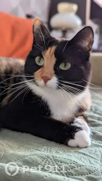 Пропала кошка, улица Полетаева, 5 к1, Рязань - пятнистая, вылезла в окно - photo