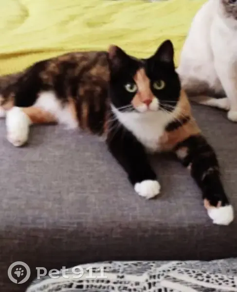 Пропала кошка, улица Гоголя, 17, Рязань - рыже-черный окрас - photo