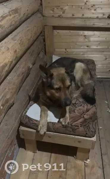 Найден собака, мужской, 2-я Тракторная улица, Казань - овчарка без ошейника - photo