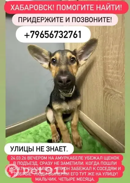 Пропал собака, Артёмовская улица, 83, Хабаровск - щенок, 4 месяца - photo