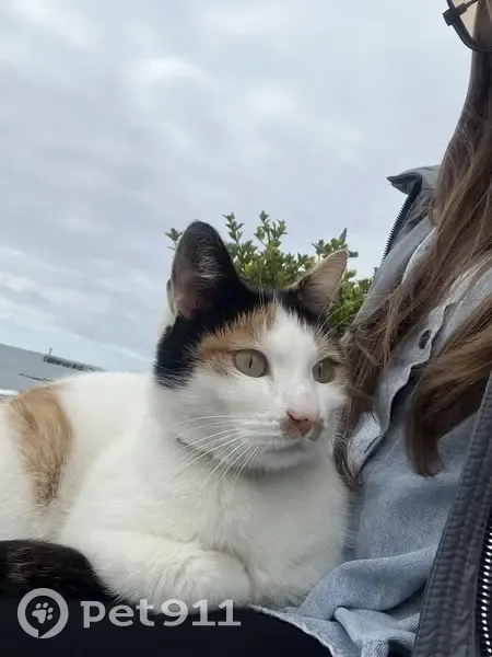 Найдена кошка, улица Просвещения, 102/2, Сочи - в оранжевом ошейнике - photo