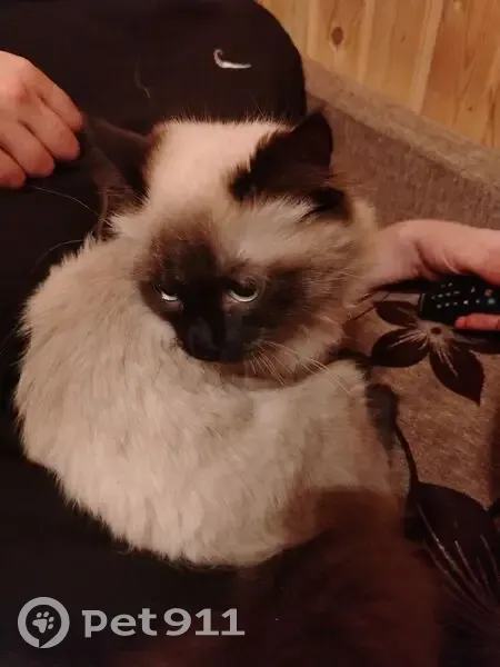 Пропал кошка, Берёзовая улица, Култаево - пушистая с коричневым пятнышком - photo