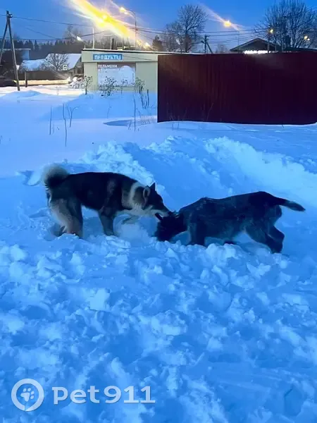 Пропала собака, Бегуницкое сельское поселение, Бегуницкое - дратхаар коричневого цвета - photo