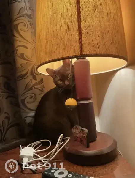 Пропала кошка, Аэропортовская улица, 7, Всеволожск - янтарные глаза - photo